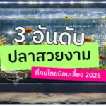 3 อันดับ ปลาสวยงามที่คนไทยนิยมเลี้ยง 2026
